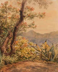 Brazilian Landscape with Agave